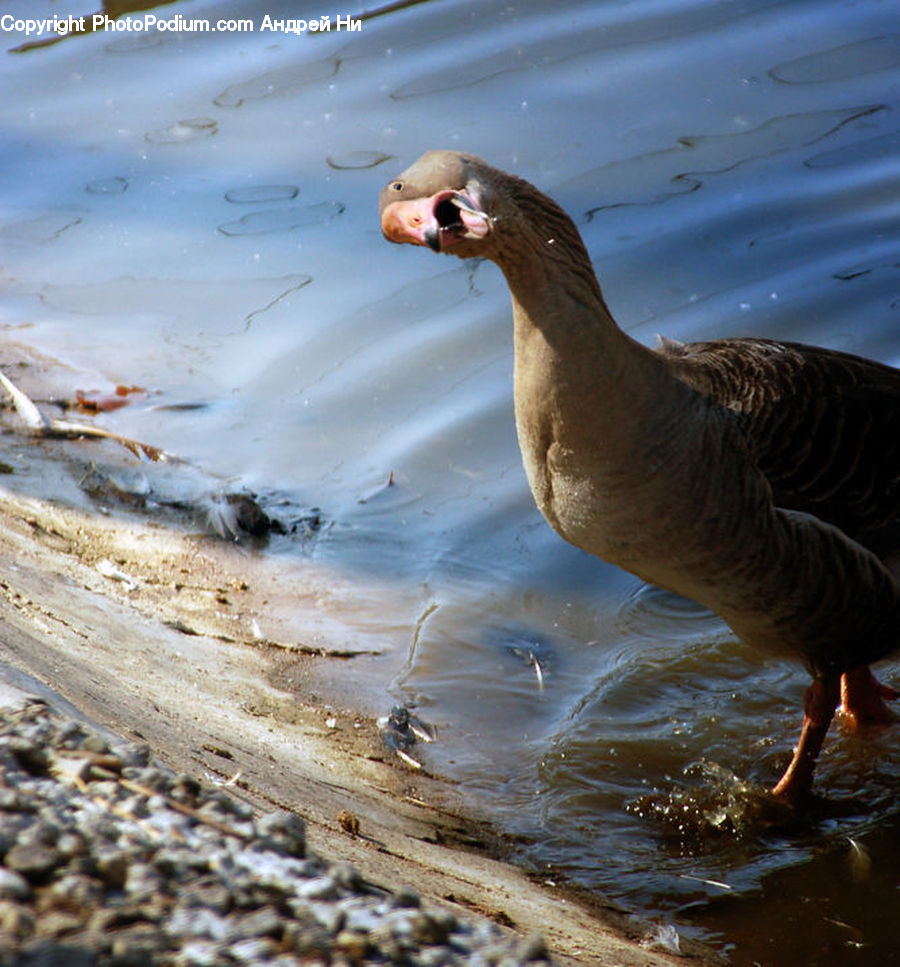 Bird, Goose, Waterfowl, Partridge, Duck, Teal, Beak