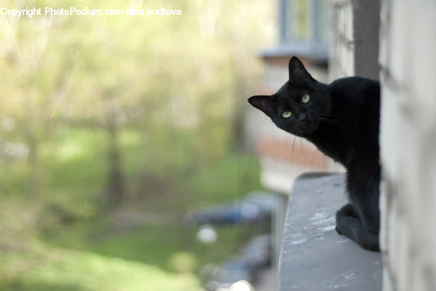Animal, Black Cat, Cat, Mammal, Pet, Manx