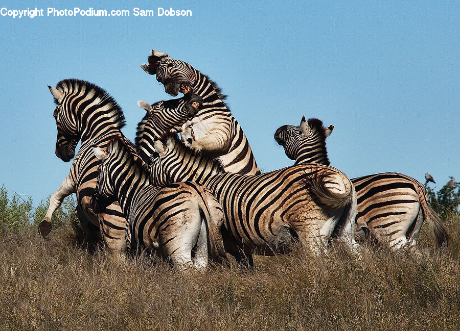 Animal, Mammal, Zebra, Field, Grass, Grassland, Plant