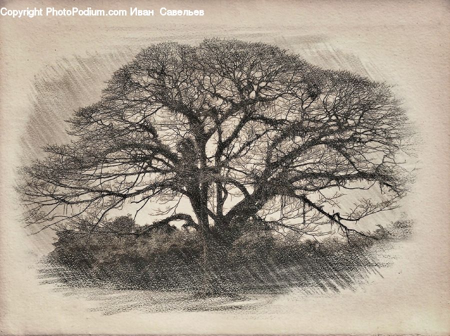 Plant, Tree, Art, Drawing, Cushion, Home Decor, Pillow