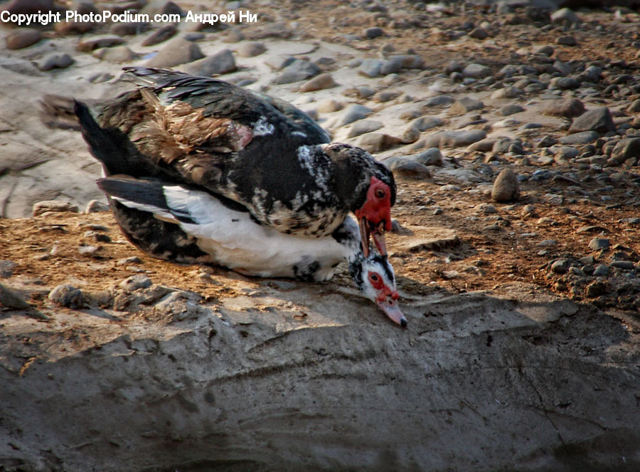 Fowl, Poultry, Bird, Booby, Beak