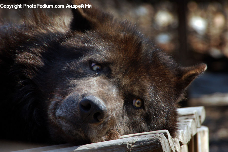 Animal, Boar, Hog, Mammal, Pig, Bear, Black Bear