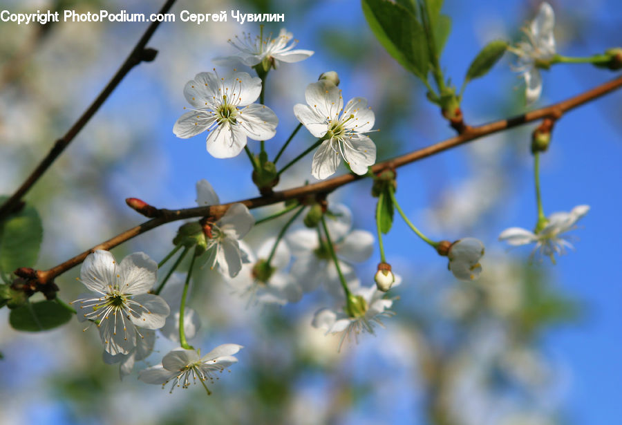 Blossom, Flora, Flower, Plant, Cherry Blossom, Potted Plant, Daisies