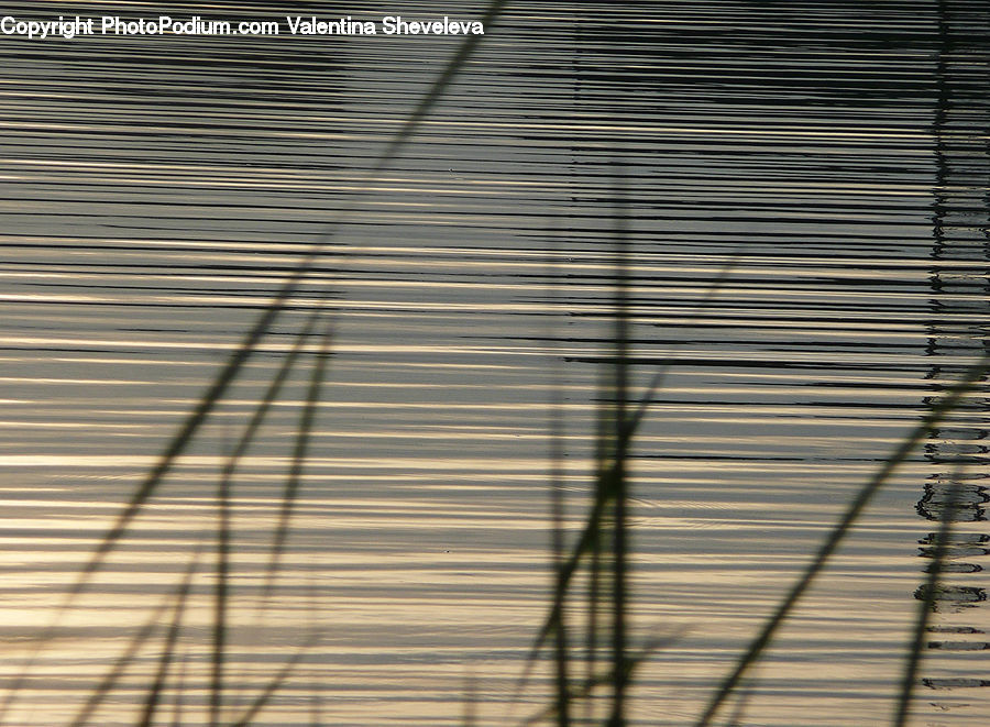 Outdoors, Ripple, Water, Grass, Plant, Reed, Art