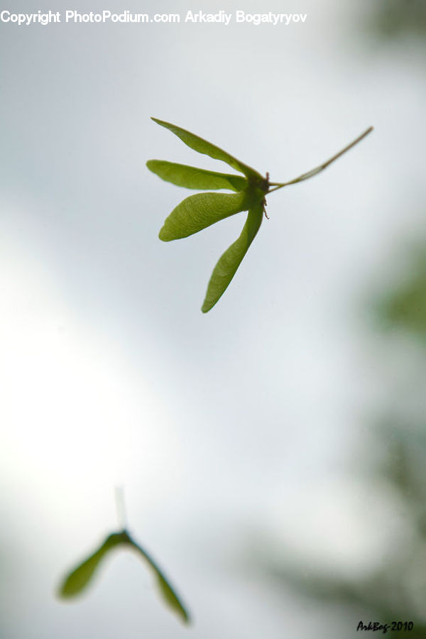 Leaf, Plant, Blossom, Flora, Flower, Cricket Insect, Grasshopper