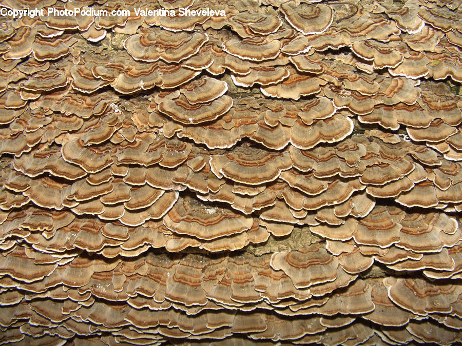 Agaric, Amanita, Fungus, Mushroom, Plant, Pavement