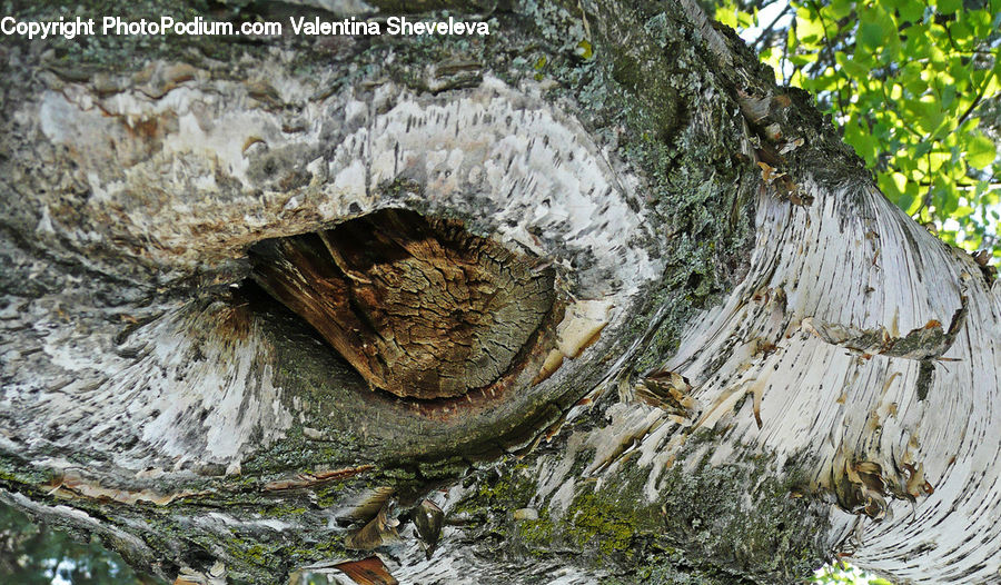 Bird Nest, Nest