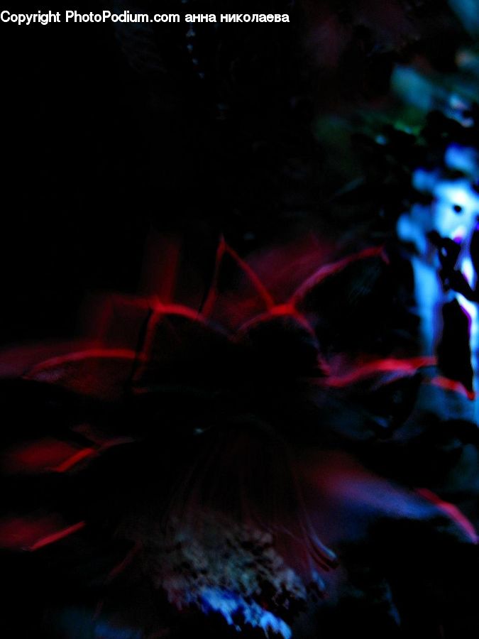 Fireworks, Night, Club, Festival, Light, Outdoors, Fractal