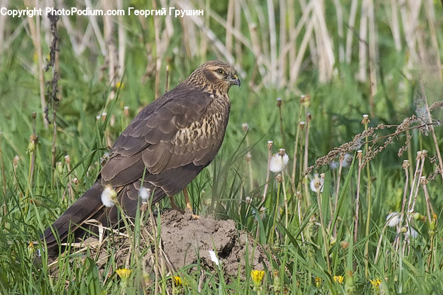 Bird, Blackbird, Buzzard, Harrier, Hawk, Vulture, Anthus