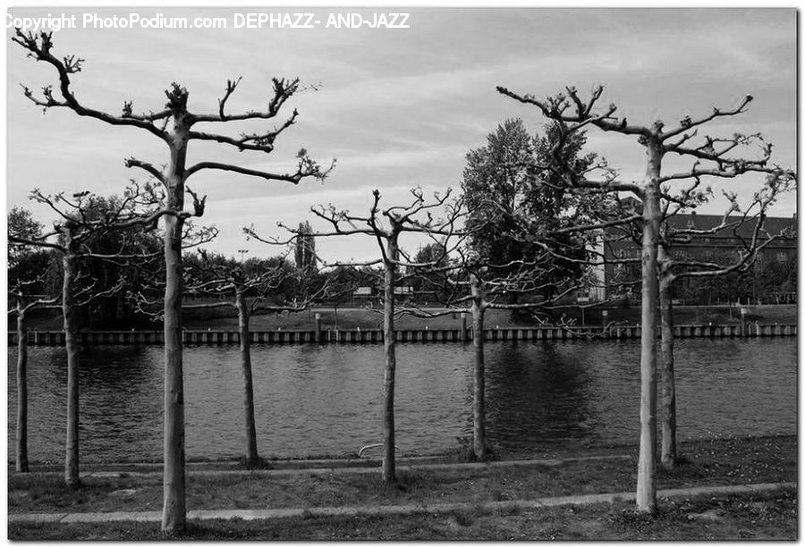Plant, Tree, Gazebo, Oak, Wood, Silhouette, Cross
