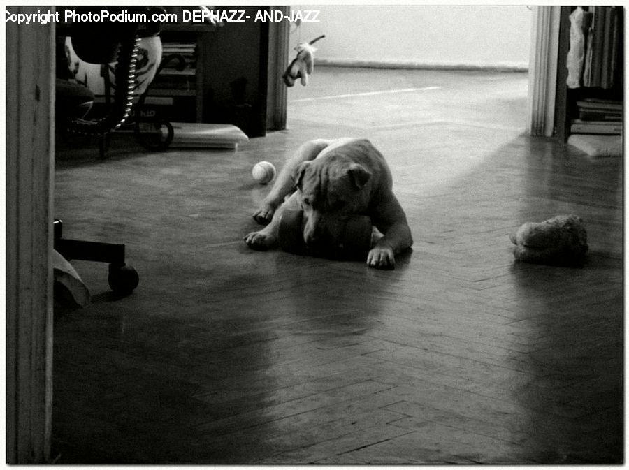 Animal, Canine, Dog, Mammal, Pet, Pug, Bicycle