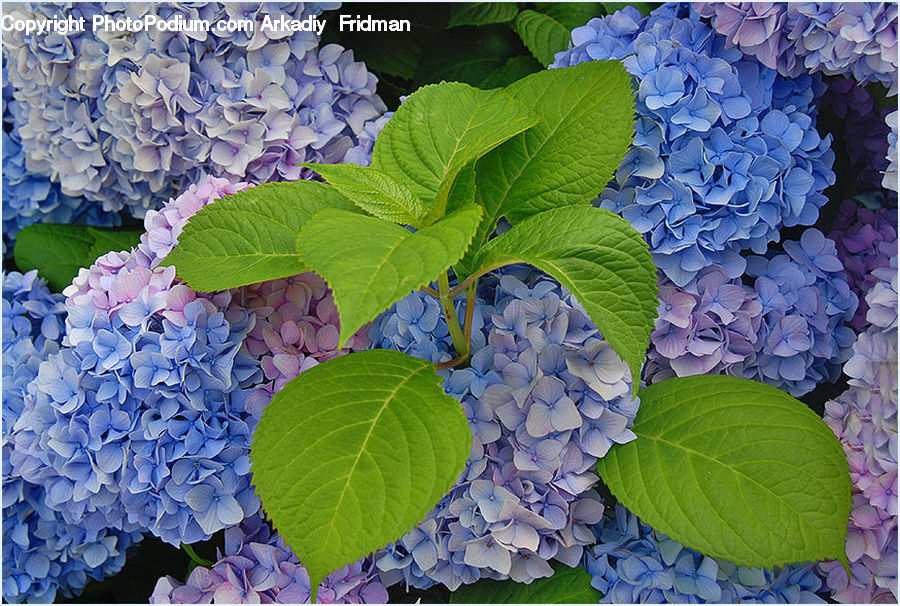 Blossom, Flora, Flower, Plant, Geranium, Lilac, Violet