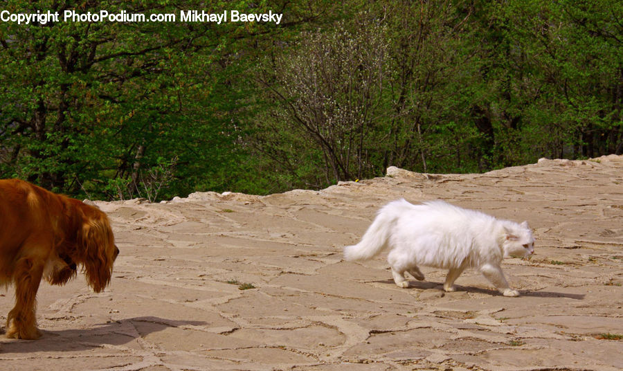 Animal, Canine, Dog, Eskimo Dog, Husky, Mammal, Pet