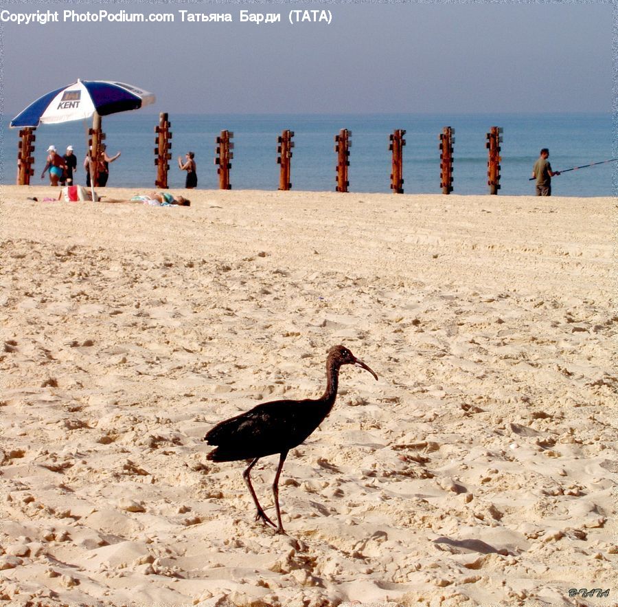 Bird, Beach, Coast, Outdoors, Sea, Water, Ostrich