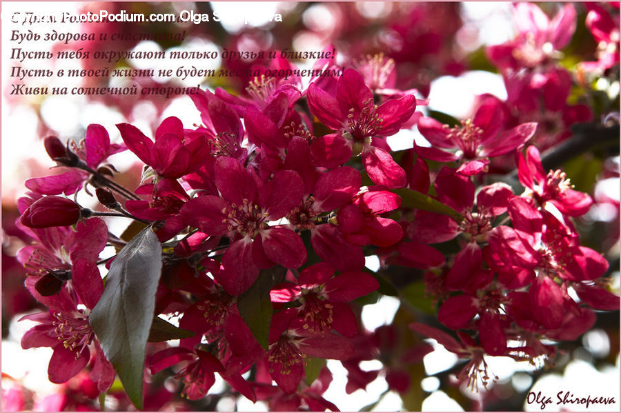 Plant, Potted Plant, Blossom, Flora, Flower, Cherry Blossom, Geranium