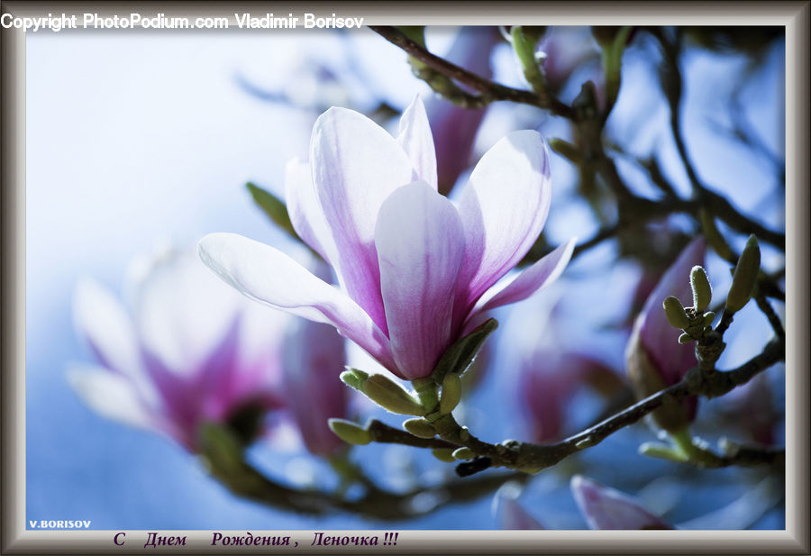 Bud, Plant, Blossom, Flora, Flower, Geranium, Crocus