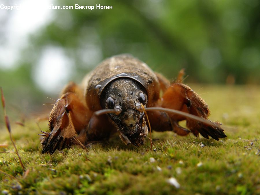 Bee, Insect, Invertebrate, Box Turtle, Reptile, Tortoise, Turtle