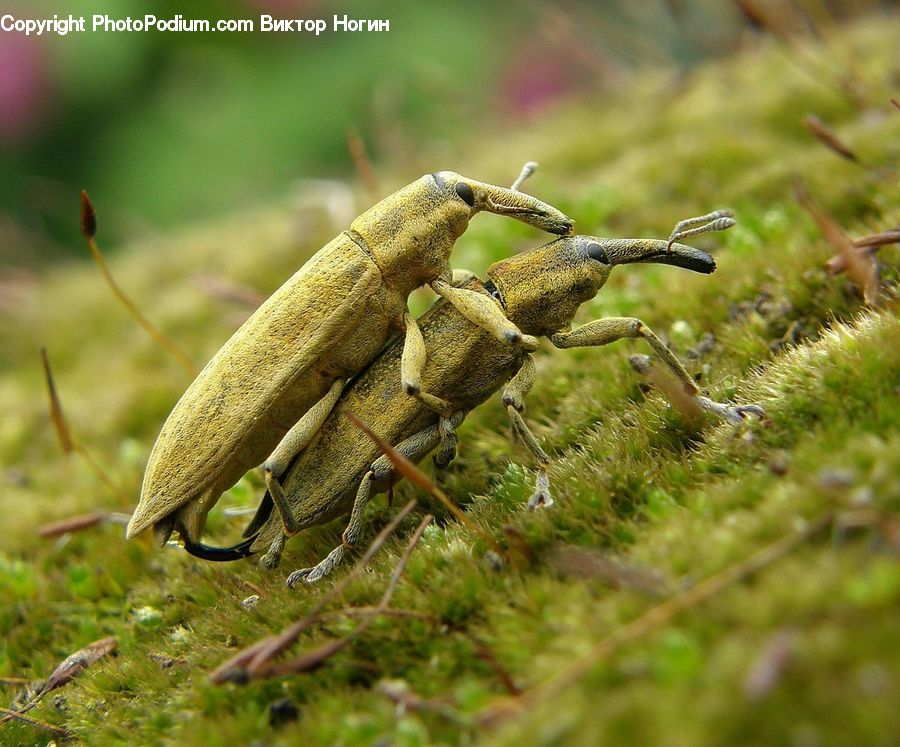 Cricket Insect, Grasshopper, Insect, Invertebrate, Amphibian, Wildlife