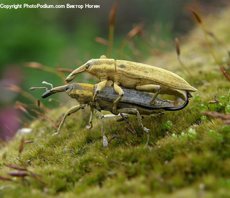 Cricket Insect, Grasshopper, Insect, Invertebrate, Bird, Buzzard, Harrier