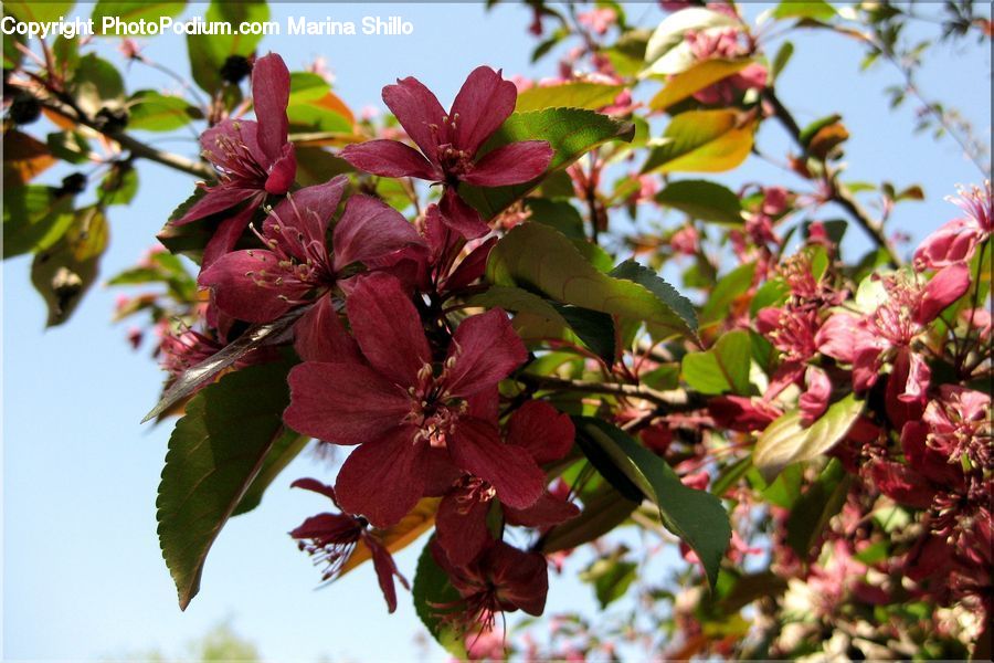 Blossom, Flora, Flower, Plant, Cherry Blossom, Petal, Flower Arrangement