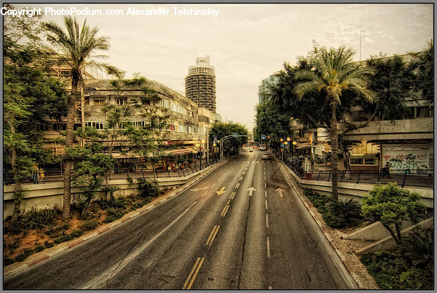 Palm Tree, Plant, Tree, Potted Plant, Freeway, Road, Arecaceae
