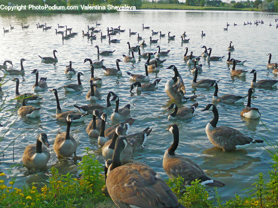 Bird, Goose, Waterfowl, Duck, Teal, Pelican