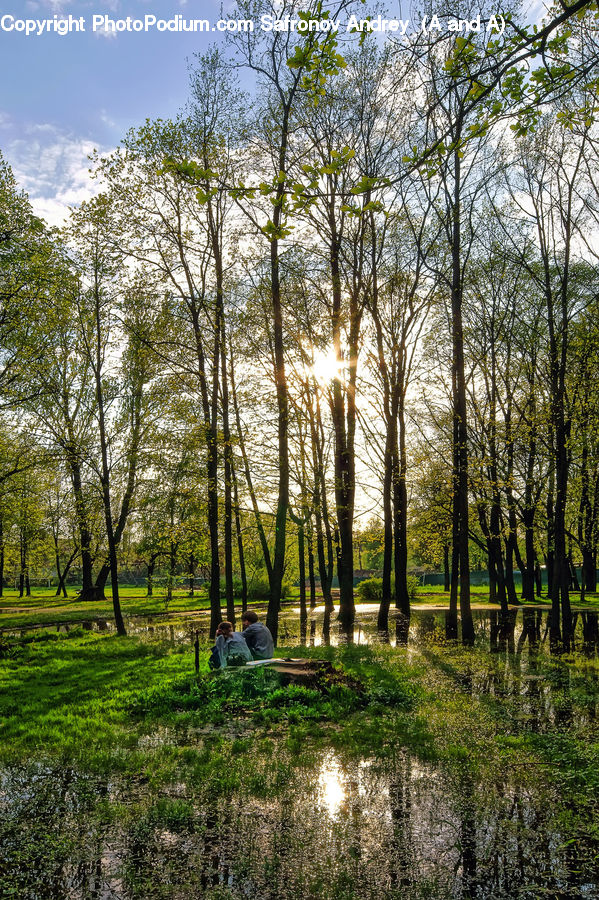 Land, Marsh, Outdoors, Swamp, Water, Birch, Tree