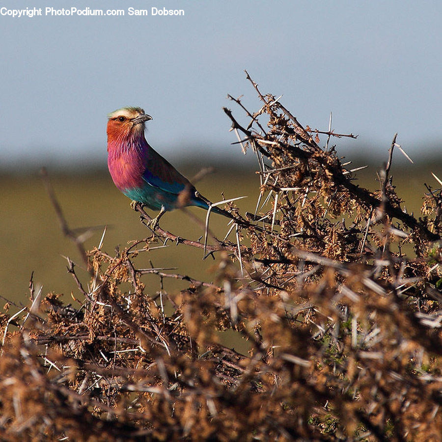 Bee Eater, Bird, Blue Jay, Bluebird, Jay, Arachnid, Garden Spider