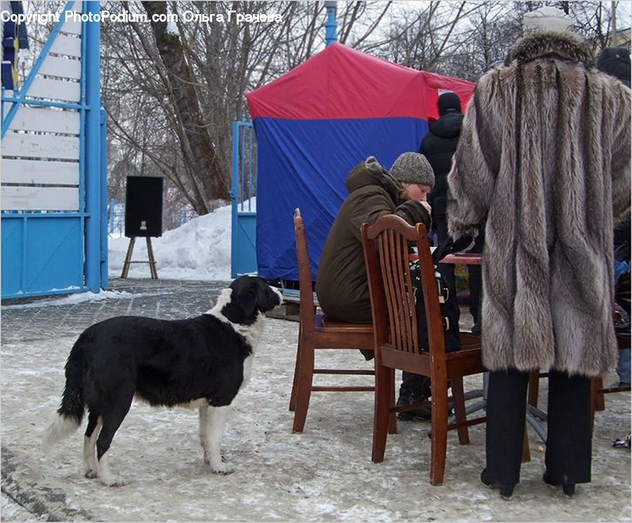 Chair, Furniture, Bench, Animal, Canine, Dog, Mammal