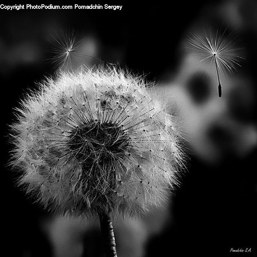 Dandelion, Flower, Plant, Blossom, Flora, Aster