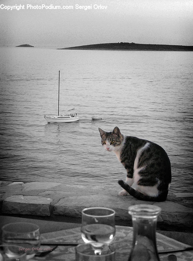 Animal, Cat, Mammal, Manx, Pet, Water, Dock
