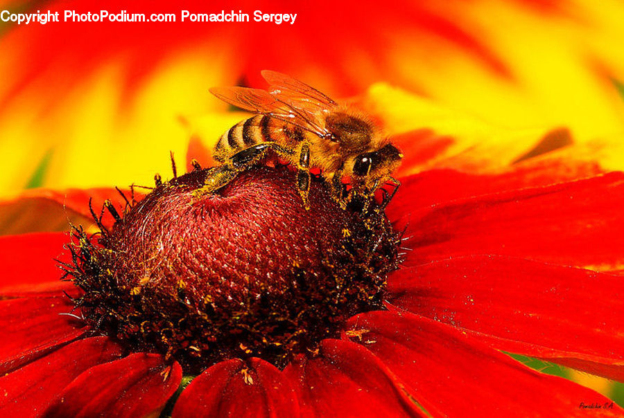 Bee, Insect, Invertebrate, Flora, Pollen, Andrena, Apidae