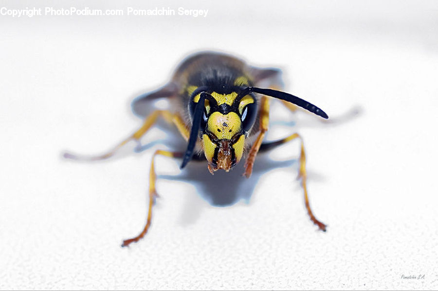 Bee, Hornet, Insect, Invertebrate, Wasp