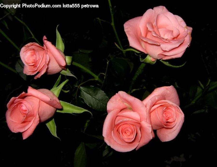 Blossom, Flower, Plant, Rose, People, Person, Human