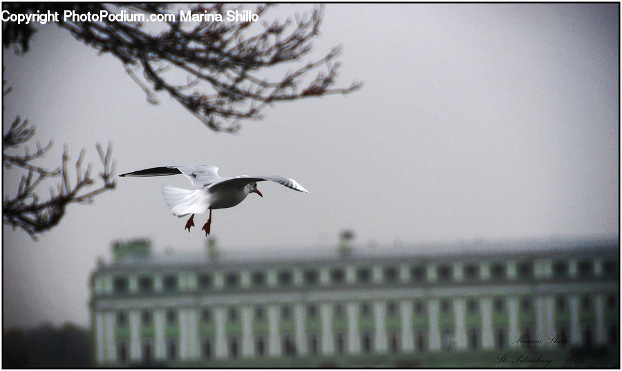 Bird, Seagull, Dove, Pigeon, Crane Bird, Heron, Building