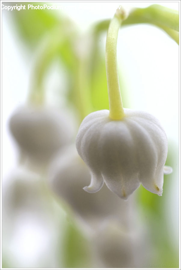 Garlic, Plant, Blossom, Flora, Flower, Cream, Creme