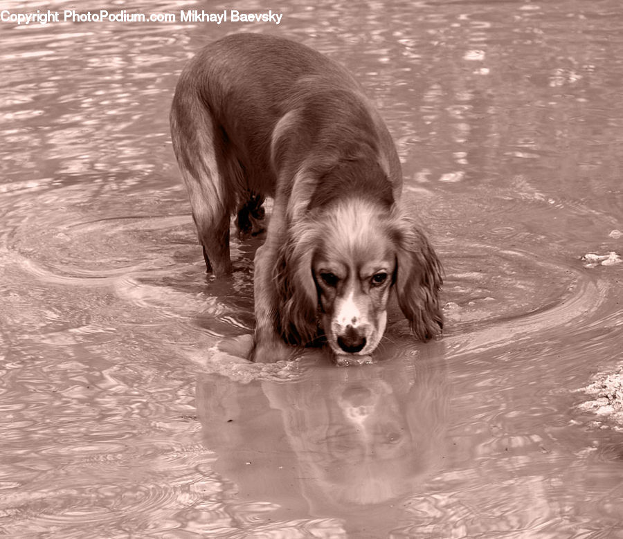 Animal, Canine, Cocker Spaniel, Dog,Pet, Spaniel
