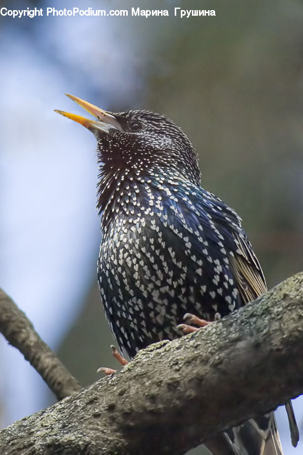 Beak, Bird, Blackbird, Accipiter, Wren