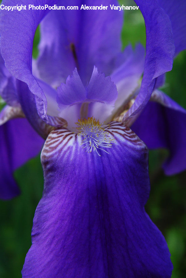 Flora, Flower, Iris, Plant, Blossom, Crocus, Geranium
