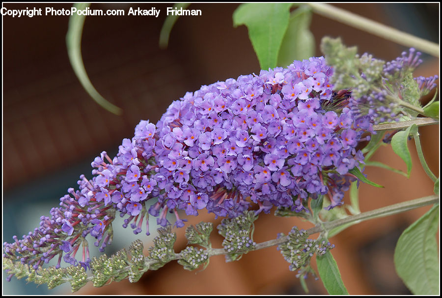 Plant, Potted Plant, Aster, Blossom, Flower, Lilac, Flora