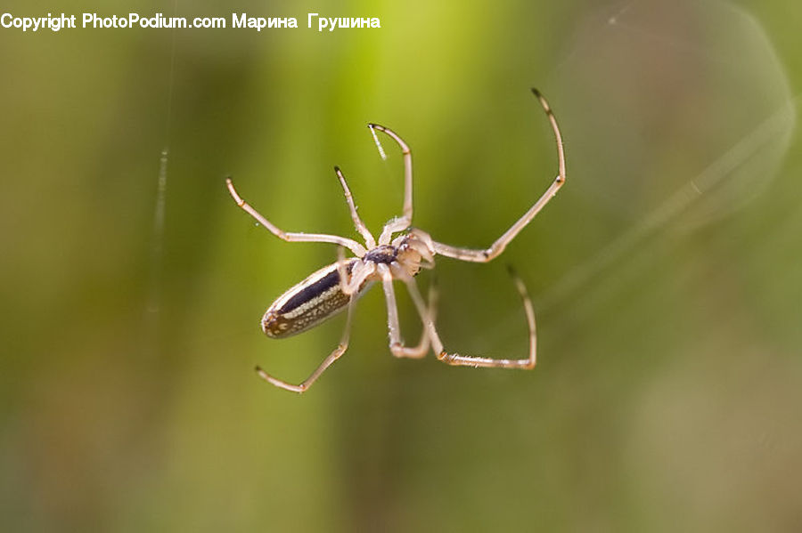 Arachnid, Garden Spider, Insect, Invertebrate, Spider