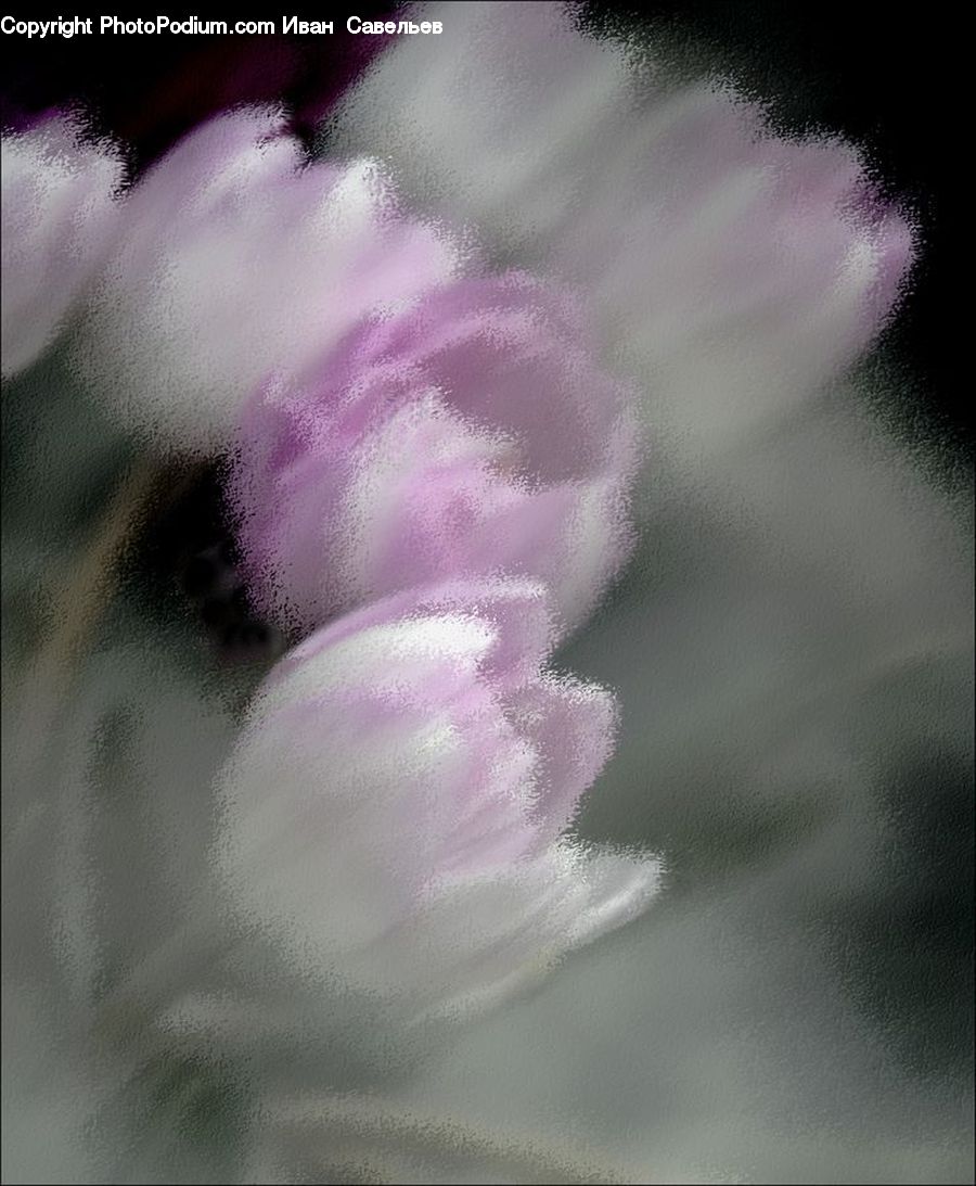 People, Person, Human, Blossom, Flora, Flower, Plant