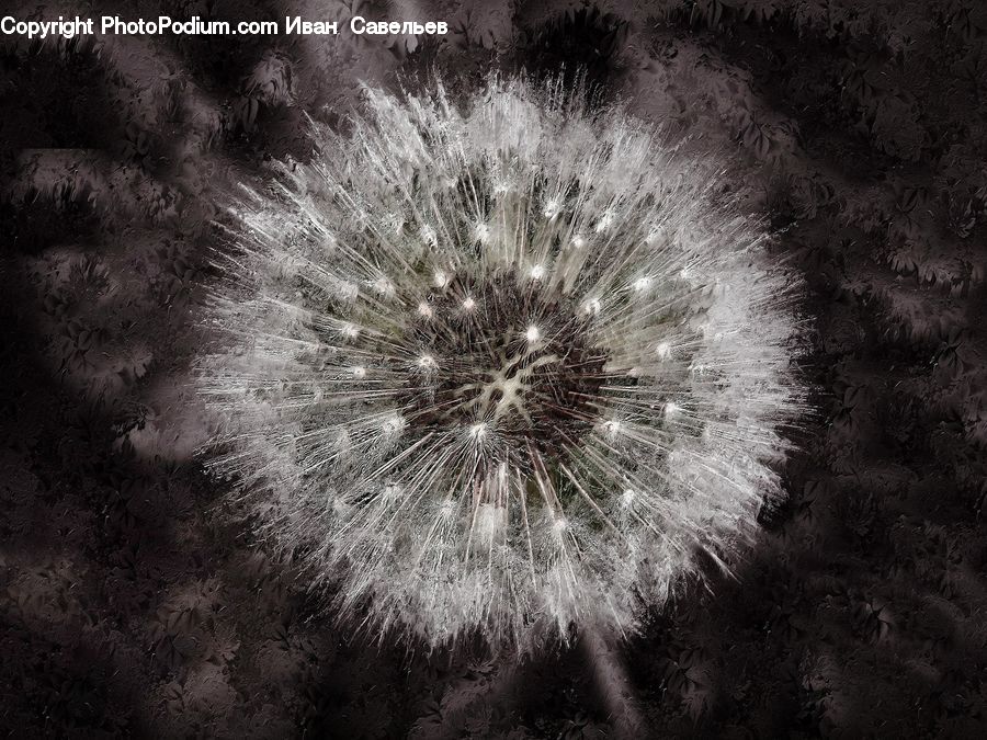 Fireworks, Night, Dandelion, Flower, Plant, Blossom, Flora