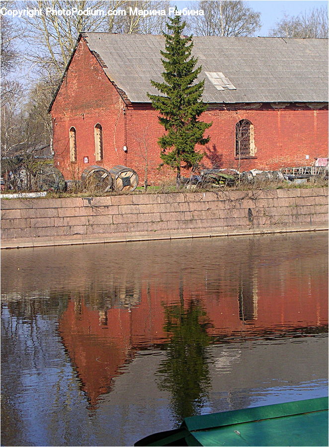 Plant, Vine, Brick, Conifer, Fir, Spruce, Wood