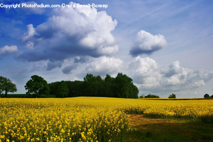 Field, Grass, Grassland, Meadow, Outdoors, Pasture, Azure Sky
