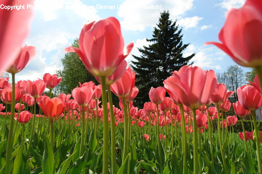 Blossom, Flora, Flower, Plant, Tulip, Crocus