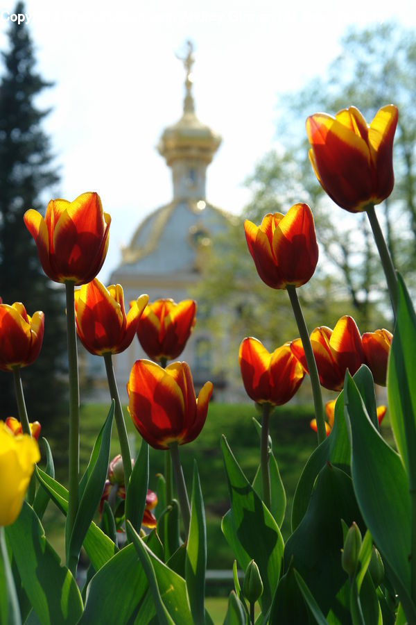 Blossom, Flora, Flower, Plant, Tulip, Crocus, Field
