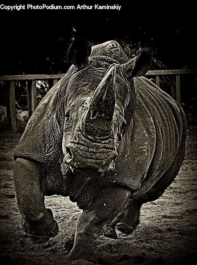 Animal, Mammal, Rhino, Art, Sculpture, Statue, Costume