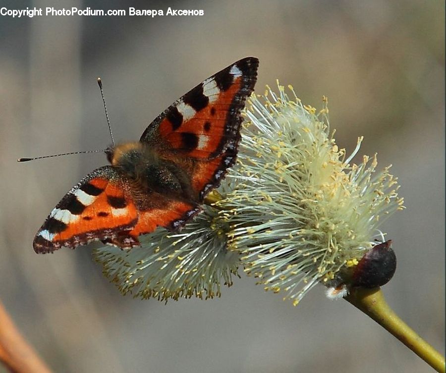 Butterfly, Insect, Invertebrate, Flora, Pollen, Plant, Vegetation