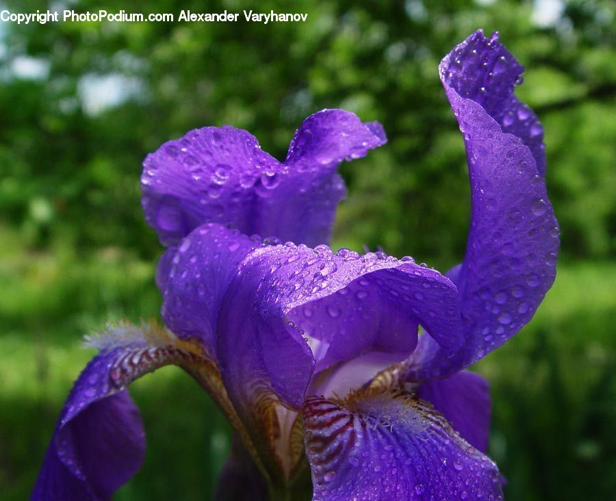 Flora, Flower, Iris, Plant, Blossom, Crocus, Violet